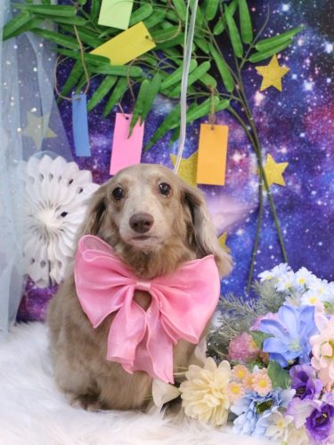 20250704ぺこちゃん